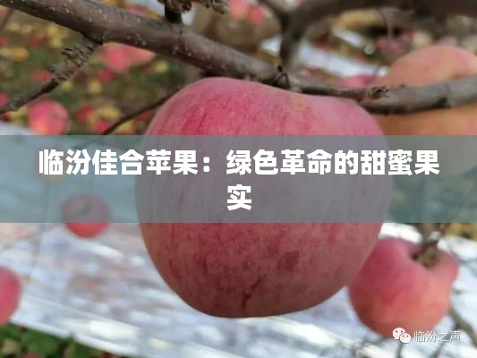 临汾佳合苹果:绿色革命的甜蜜果实