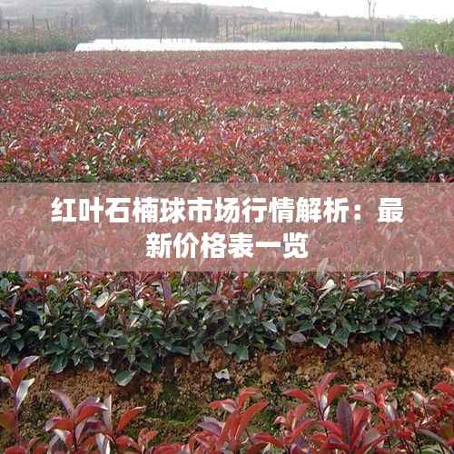 红叶石楠球市场行情解析:最新价格表一览